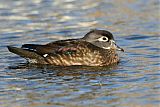 Wood Duck